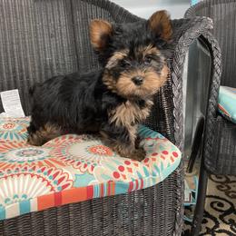 Shih Tzu and Yorkshire Terrier Puppies from Silver Bells Paw Prints