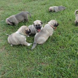 Kangal Puppies from DASA Ridge Kangals