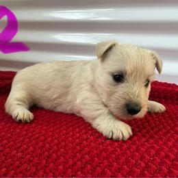 Summer - Wheaten female Scottish Terrier puppy in Chattanooga, Tennessee from Oodles of Cuties!