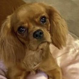 Leilani - Cavalier King Charles Spaniel