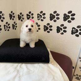 Pink Tag - White and buff female Bichon Frise puppy in Bay Saint Louis, Mississippi from Laurent’s Bichon Frise Puppies