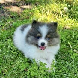 Pomeranian Puppies from PawSitive Therapy Pomeranians