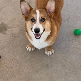 Boy 7 - Sable male Pembroke Welsh Corgi puppy in Surprise, Arizona from Ruff and Rowdy Corgis