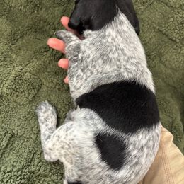 German Shorthaired Pointer Puppies from Golden pointers