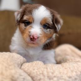 Pumpkin - Red tri male Miniature Australian Shepherd puppy in Athol, Idaho from Northern Aussies