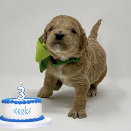 Australian Labradoodle Puppies from Pacific Coast Doodles