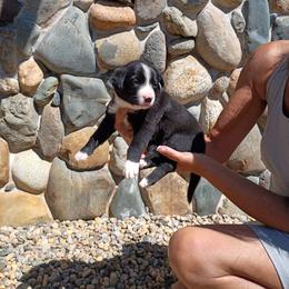 Minnie - Black and white female Border Collie puppy in Paradise, California from Richview Shihtzu