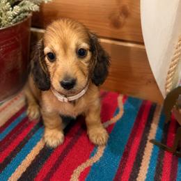 Pink collar female - Red female Dachshund puppy in Pleasant Plains, Arkansas from JGBs Silver Spur Dachshunds