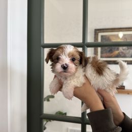 Huey - Parti male Yorkshire Terrier puppy in Elk Ridge, Utah from Janita's Yorkshire Terriers