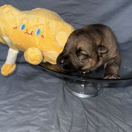 Muenster - Sable male German Shepherd puppy in Magnolia, Texas from K & Q Shepherds