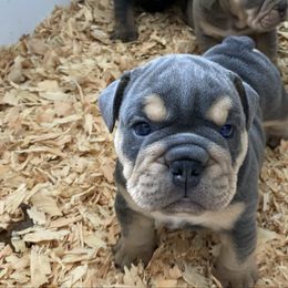 Kingsley - Blue tri-color male Bulldog puppy in Marysville, Washington from English Bulldogs WA