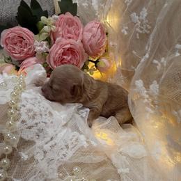 Kari - Apricot female Poodle puppy in Poplarville, Mississippi from Southern Belle Poodles