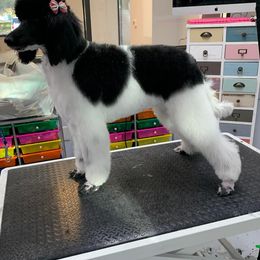 Lacey - Poodle