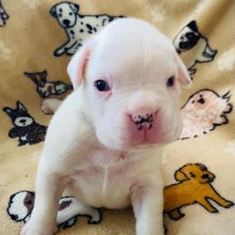 Boxer Puppies from Caly-Amore Boxers