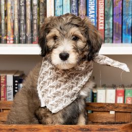 Bernedoodle and Cavapoo Puppies from Positively Doodles