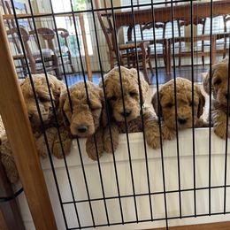 Goldendoodle Puppies from Patton Doodles