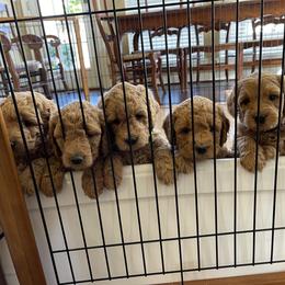 Goldendoodle Puppies from Patton Doodles