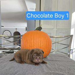 Chocolate Boy 1 - Chocolate dilute male Chinese Shar-Pei puppy in Blossvale, New York from CNY Shar Peis