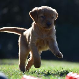 Golden Retriever Puppies from Earley Goldens