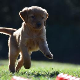 Golden Retriever Puppies from Earley Goldens