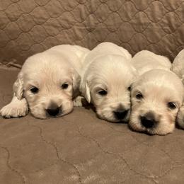 Golden Retriever puppies from Happy Home English Cream Golden Retriever Breeders of SC