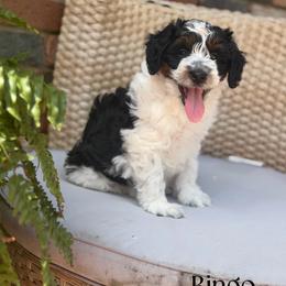 Bingo - Black tri-color male Aussiedoodle puppy in Henry, Illinois from Rowe Farms Doodles