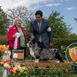 Blue - Cardigan Welsh Corgi