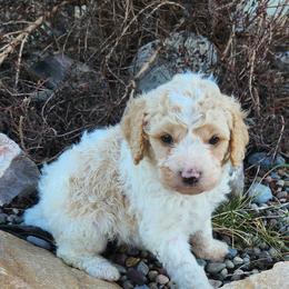 Boy 1 - Apricot male Cavapoo puppy in Nibley, Utah from Angel Breed Solutions
