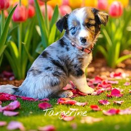 Tangerine - Blue merle male Miniature Australian Shepherd puppy in Lithia, Florida from Waterford Doodle Farm