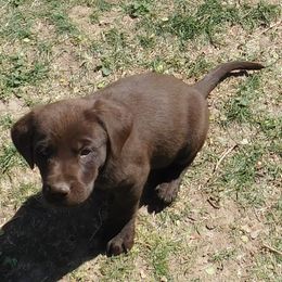 Labrador Retriever Puppies from Rick's Retrievers