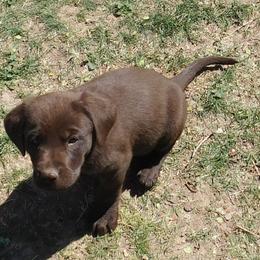 Labrador Retriever Puppies from Rick's Retrievers