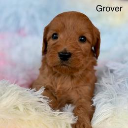 Grover - Red male Australian Labradoodle puppy in Londonderry, New Hampshire from Granite State Labradoodles