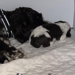 Lady - Brown and white female Cocker Spaniel puppy in San Jose, California from Kathleen's Cocker Spaniels