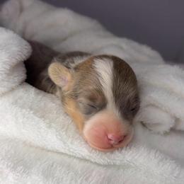 Tank - Sable male Pembroke Welsh Corgi puppy in Hotchkiss, Colorado from Grand Mesa Corgis