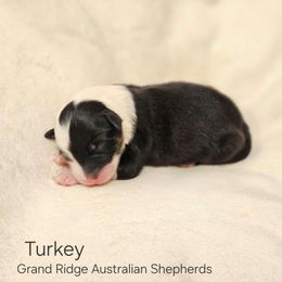 Turkey - Black tri-color male Australian Shepherd puppy in Fort Wayne, Indiana from Grand Ridge Australian Shepherds