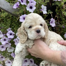 Cocker Spaniel Puppies from Doc's Cockers