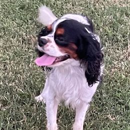 Hunter - Cavalier King Charles Spaniel