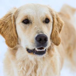 Golden Retriever puppies from VS Golden Fields