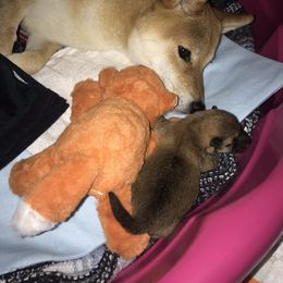 Shiba Inu Puppies from Absolute Shibas