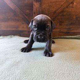 Cane Corso Puppies from Cowan Farms