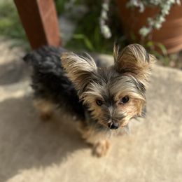 Belle - Yorkshire Terrier