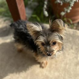 Belle - Yorkshire Terrier