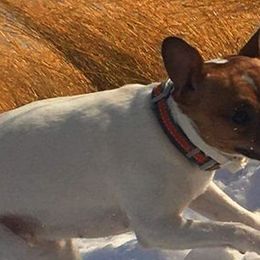 Russell Terriers from Michelle's Russell Terriers