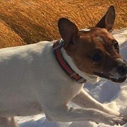 Russell Terriers from Michelle's Russell Terriers