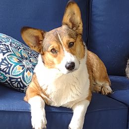 Jayden - Pembroke Welsh Corgi