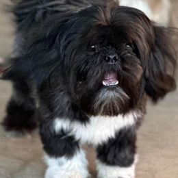Zachary - Shih Tzu