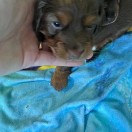 Dachshund Puppies from Regan's Divas