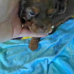 Dachshund Puppies from Regan's Divas