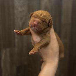 Male pick 1 - Dark golden male Golden Retriever puppy in Harrisburg, North Carolina from Bunn Ranch Goldens & Bernese
