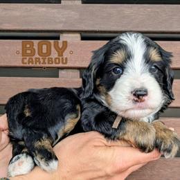 Caribou - Tri-color male Bernedoodle puppy in Cambridge, Minnesota from Country Meadow Doodles